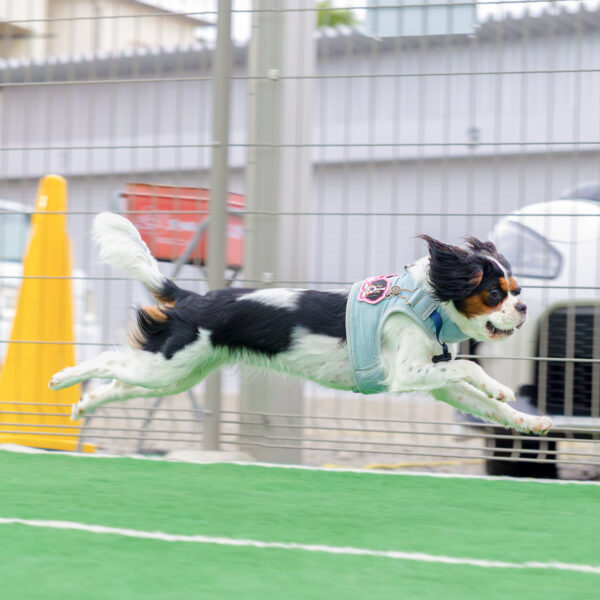 いぬむすび富士 画像