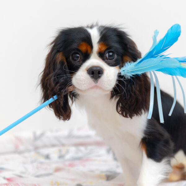 いぬむすび富士 画像