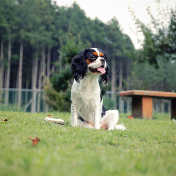 いぬむすび富士 画像