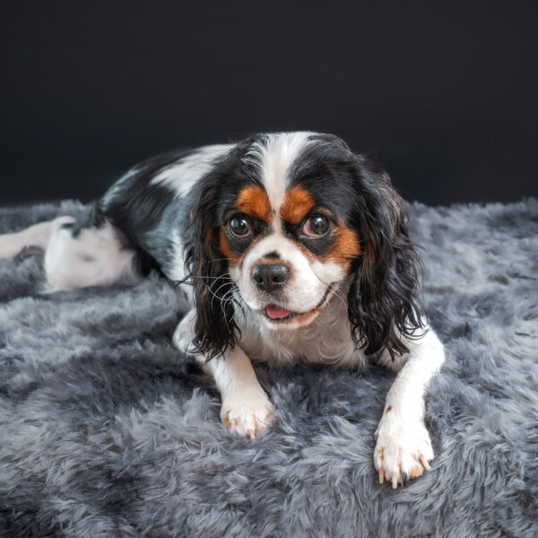 いぬむすび富士 画像