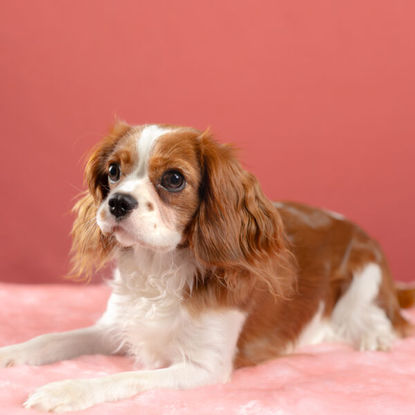 いぬむすび富士 画像