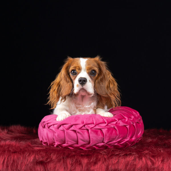 いぬむすび富士 画像