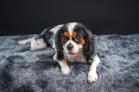 いぬむすび富士 cavalier pictures_san250918-02