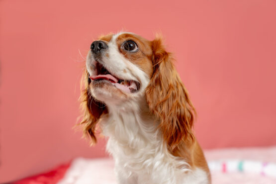 いぬむすび富士 cavalier-puppy-breeder-photo10