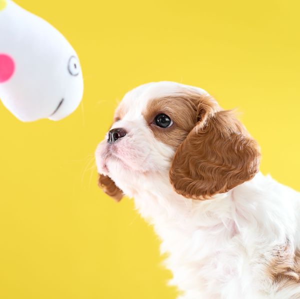 いぬむすび富士 cavalier-puppy-breeder-photo_DSC00887_-600-600