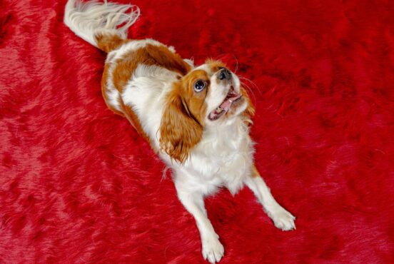 いぬむすび富士 DSC06283