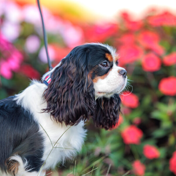 いぬむすび富士 画像
