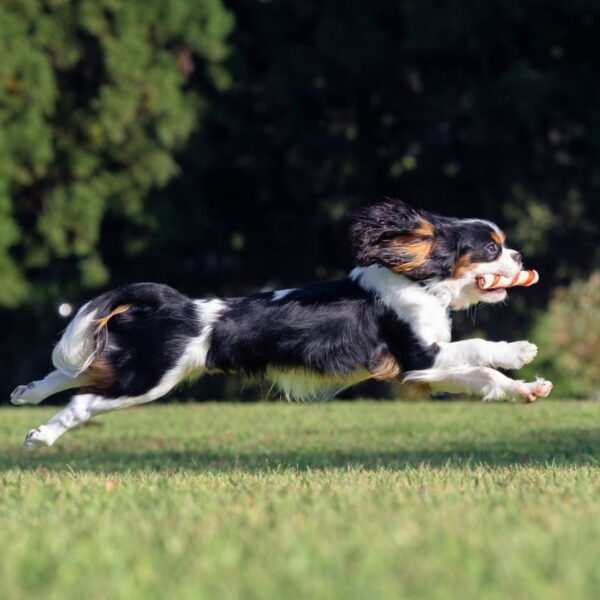 いぬむすび富士 画像