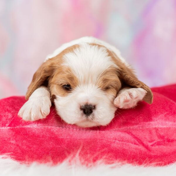 いぬむすび富士 画像