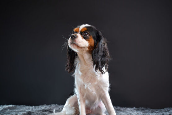 いぬむすび富士 cavalier-puppy-breeder-photo43