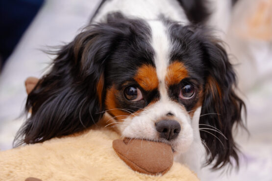 いぬむすび富士 cavalier-puppy-breeder-photo44