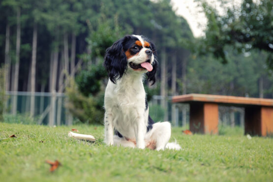 いぬむすび富士 cavalier-puppy-breeder-photo45