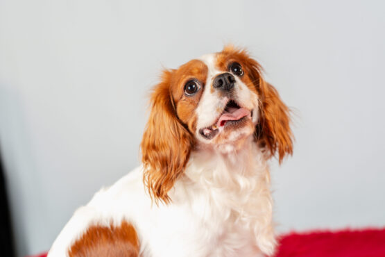 いぬむすび富士 cavalier-puppy-breeder-photo47