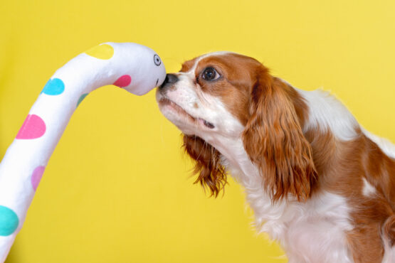 いぬむすび富士 cavalier-puppy-breeder-photo49