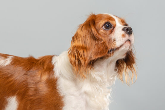 いぬむすび富士 cavalier-puppy-breeder-photo51