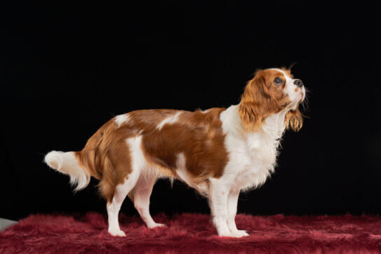 いぬむすび富士 cavalier-puppy-breeder-photo52