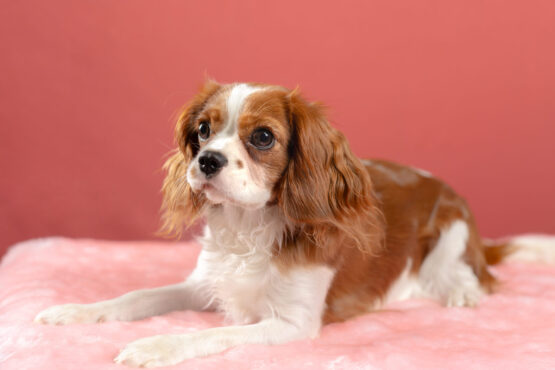 いぬむすび富士 cavalier-puppy-breeder-photo56