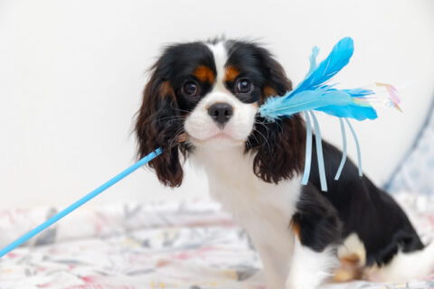 いぬむすび富士 cavalier-puppy-breeder-photo58