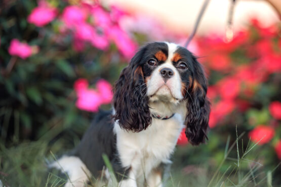 いぬむすび富士 cavalier-puppy-breeder-photo74