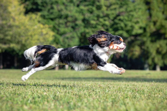 いぬむすび富士 cavalier-puppy-breeder-photo76