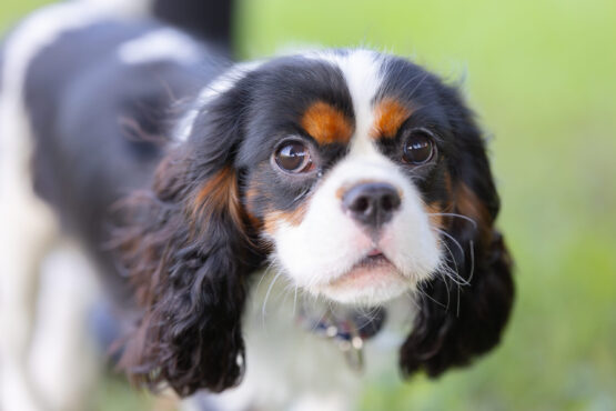 いぬむすび富士 cavalier-puppy-breeder-photo77
