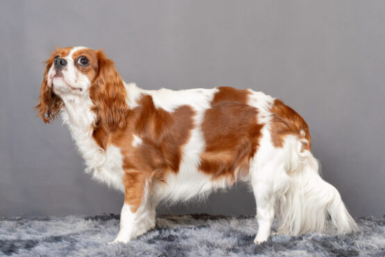 いぬむすび富士 cavalier-puppy-breeder-photo80