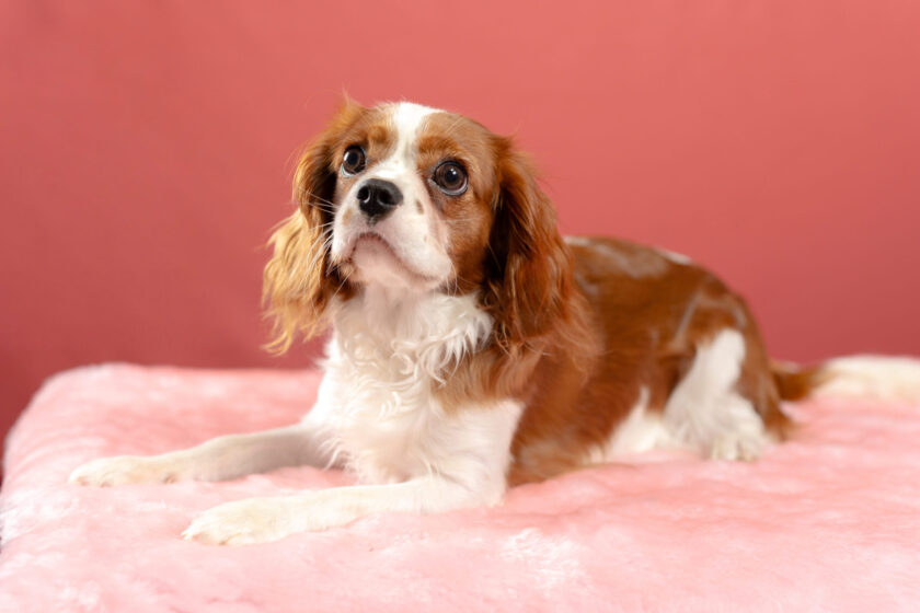 いぬむすび富士 cavalier-puppy-breeder-photo43