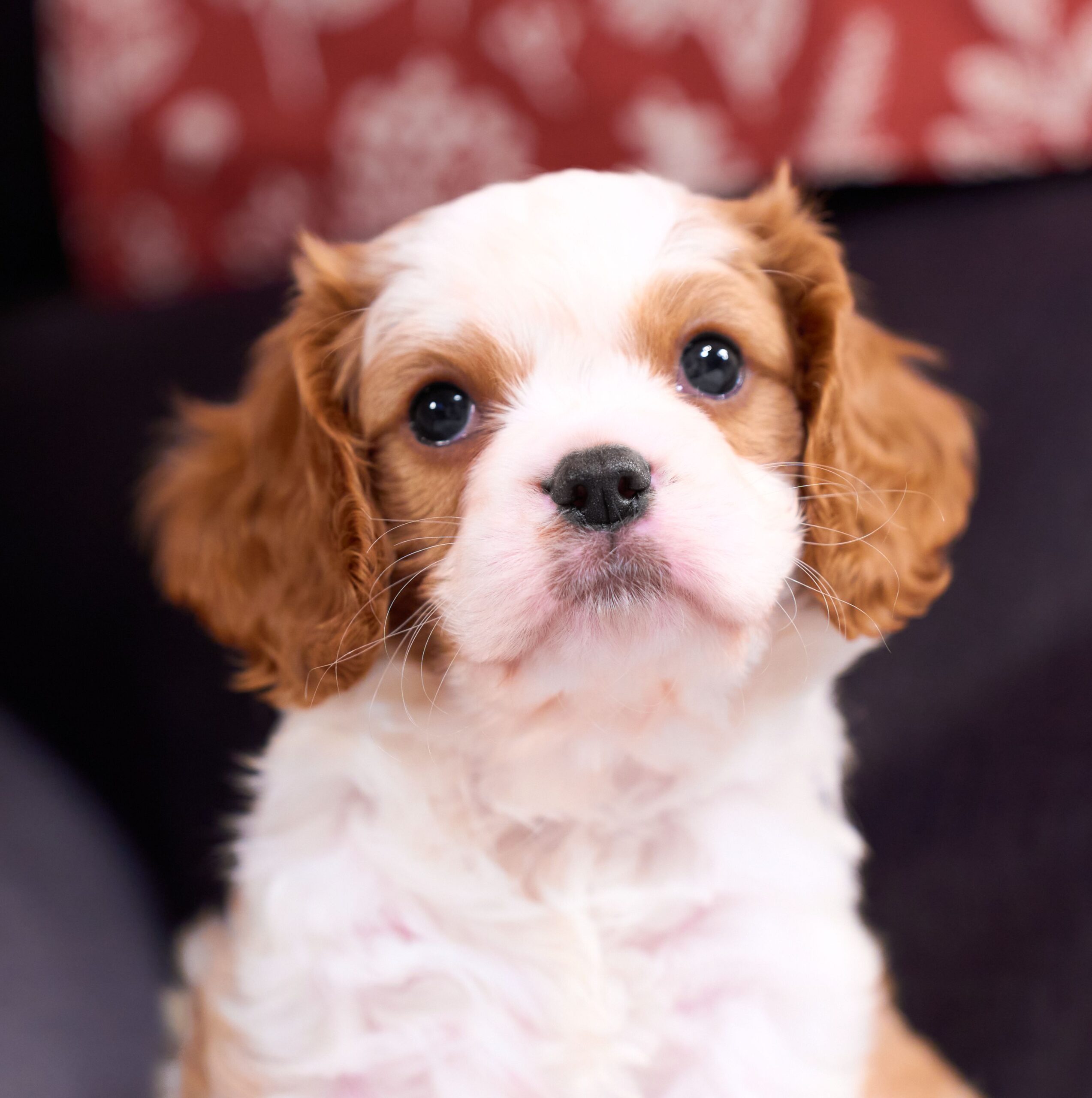 いぬむすび富士 cavalier-puppy-breeder-photo_DSC00462