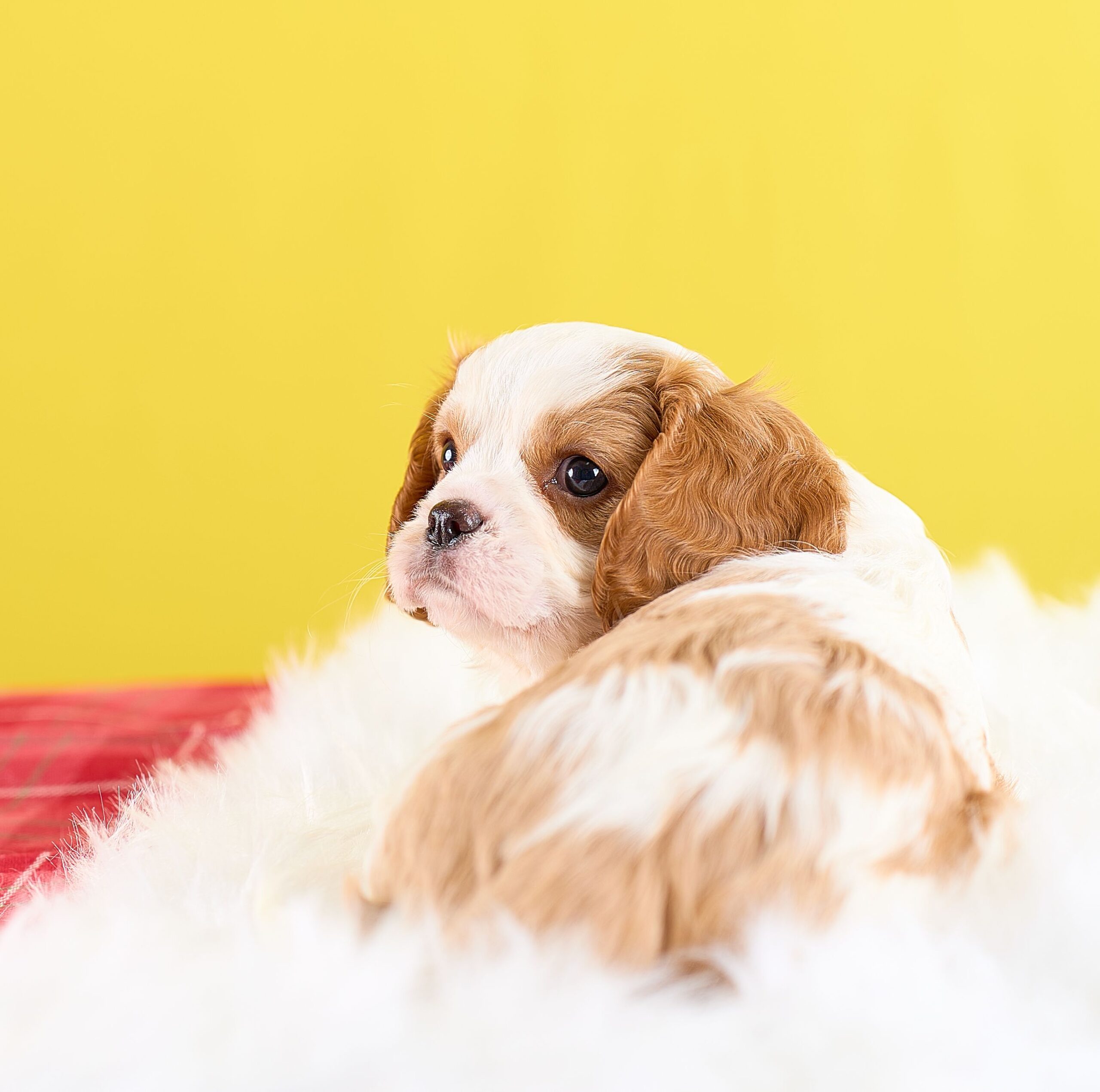 いぬむすび富士 cavalier-puppy-breeder-photo_DSC00871