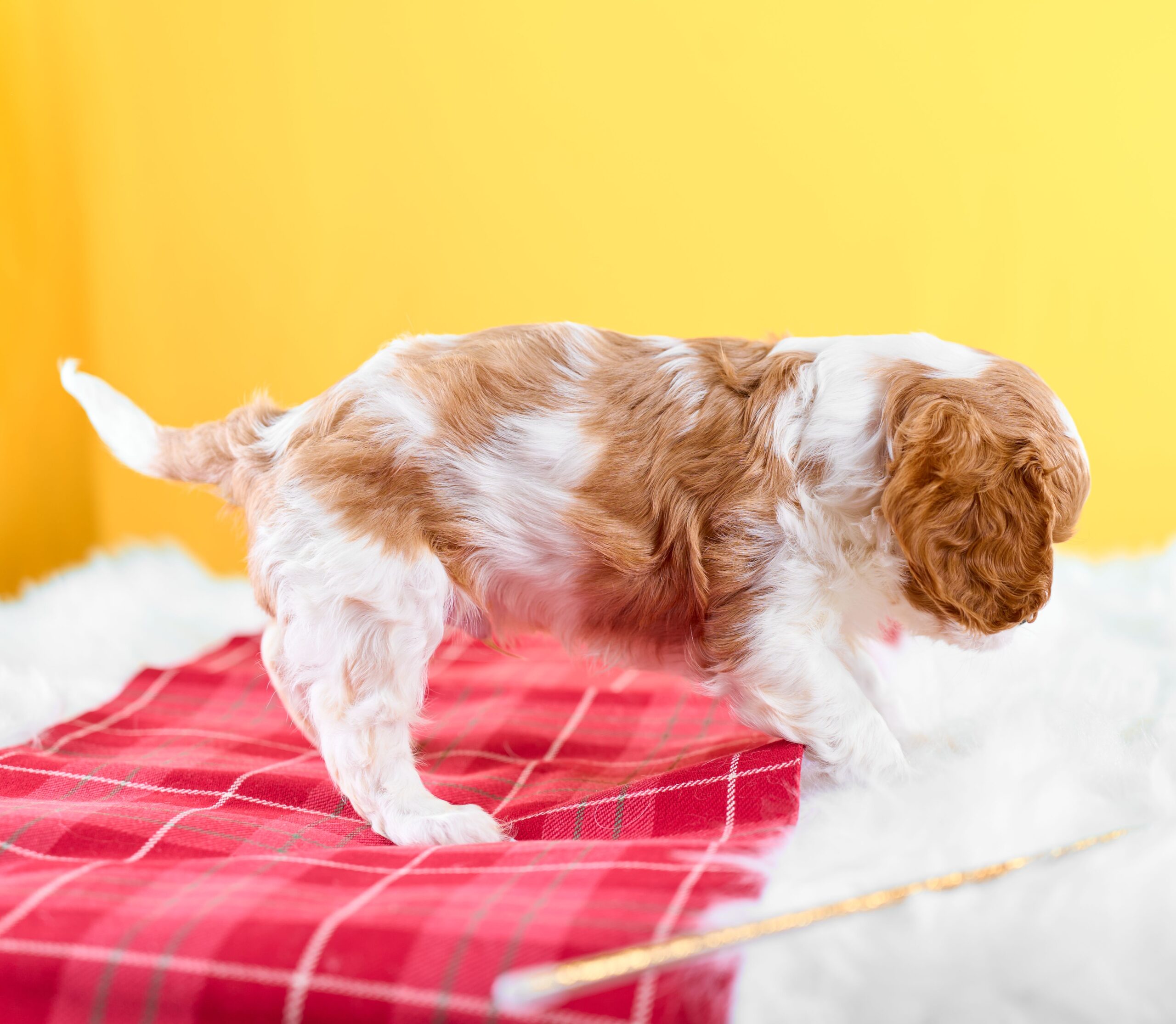 いぬむすび富士 cavalier-puppy-breeder-photo_DSC00930