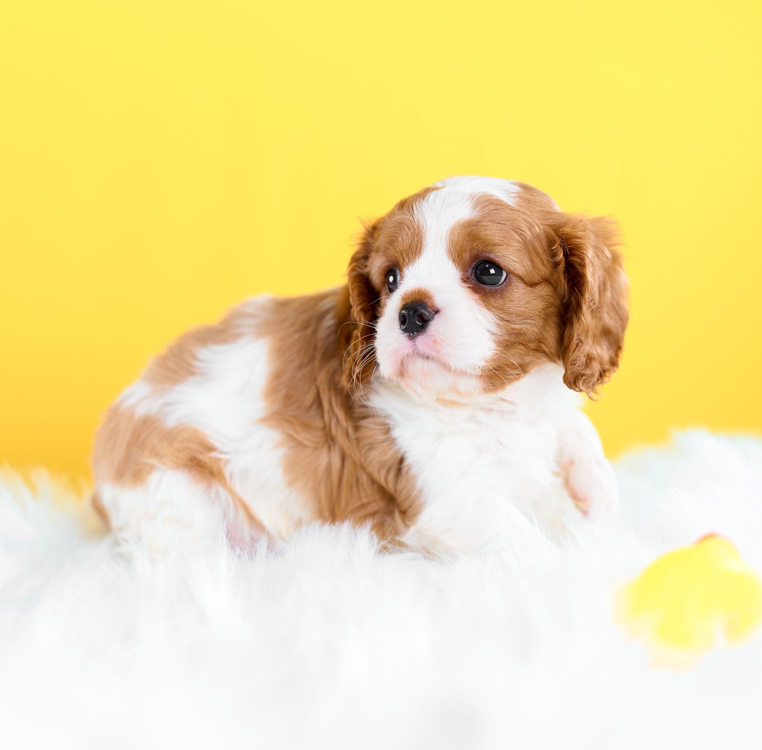 いぬむすび富士 cavalier-puppy-breeder-photo_DSC00942