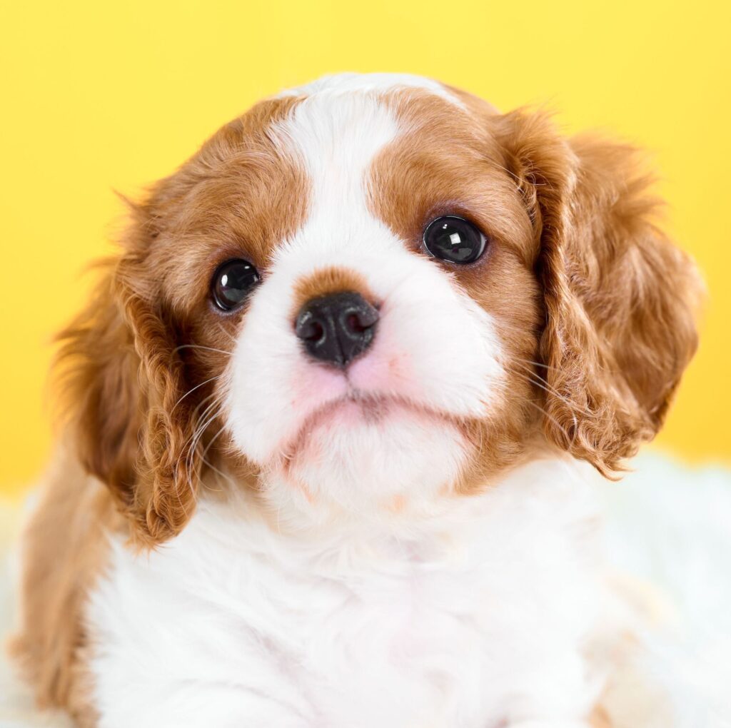 【売約済】キャバリアの子犬003｜ブレンハイム・オス｜9/28生<br><span class="title_etc sold_out">
        🏠 ご成約ありがとうございました
      </span>