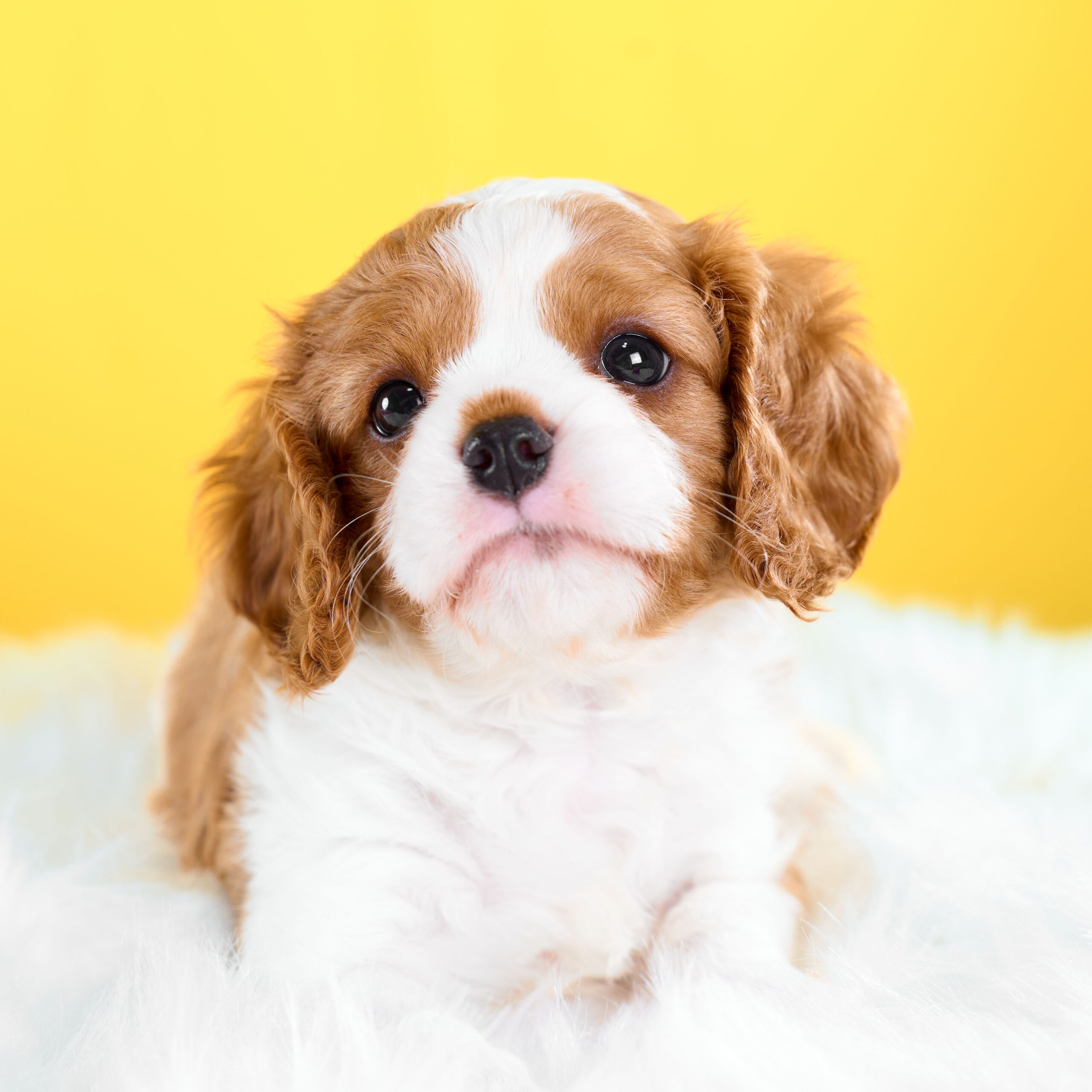 いぬむすび富士 cavalier-puppy-breeder-photo_DSC00977
