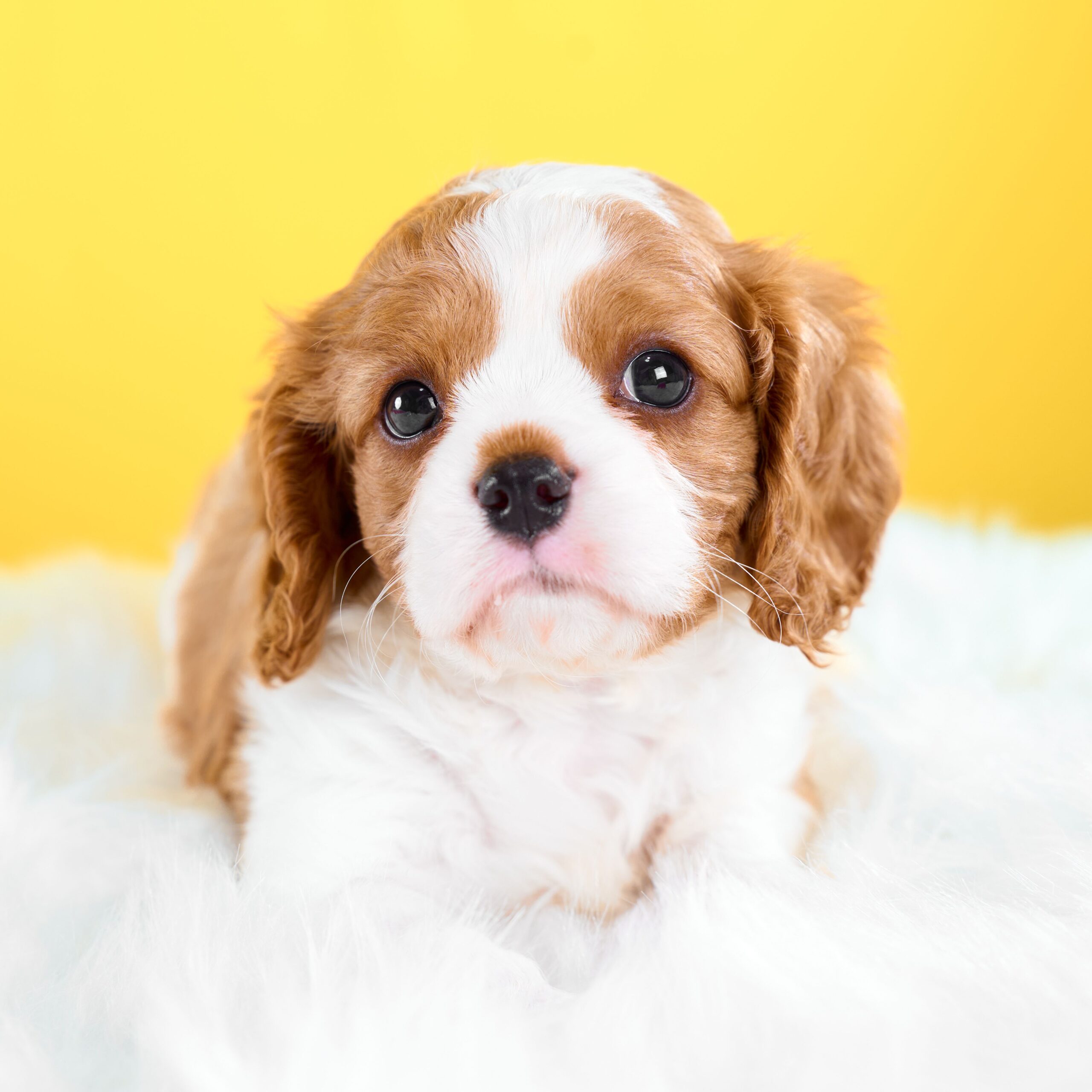 いぬむすび富士 cavalier-puppy-breeder-photo_DSC00979