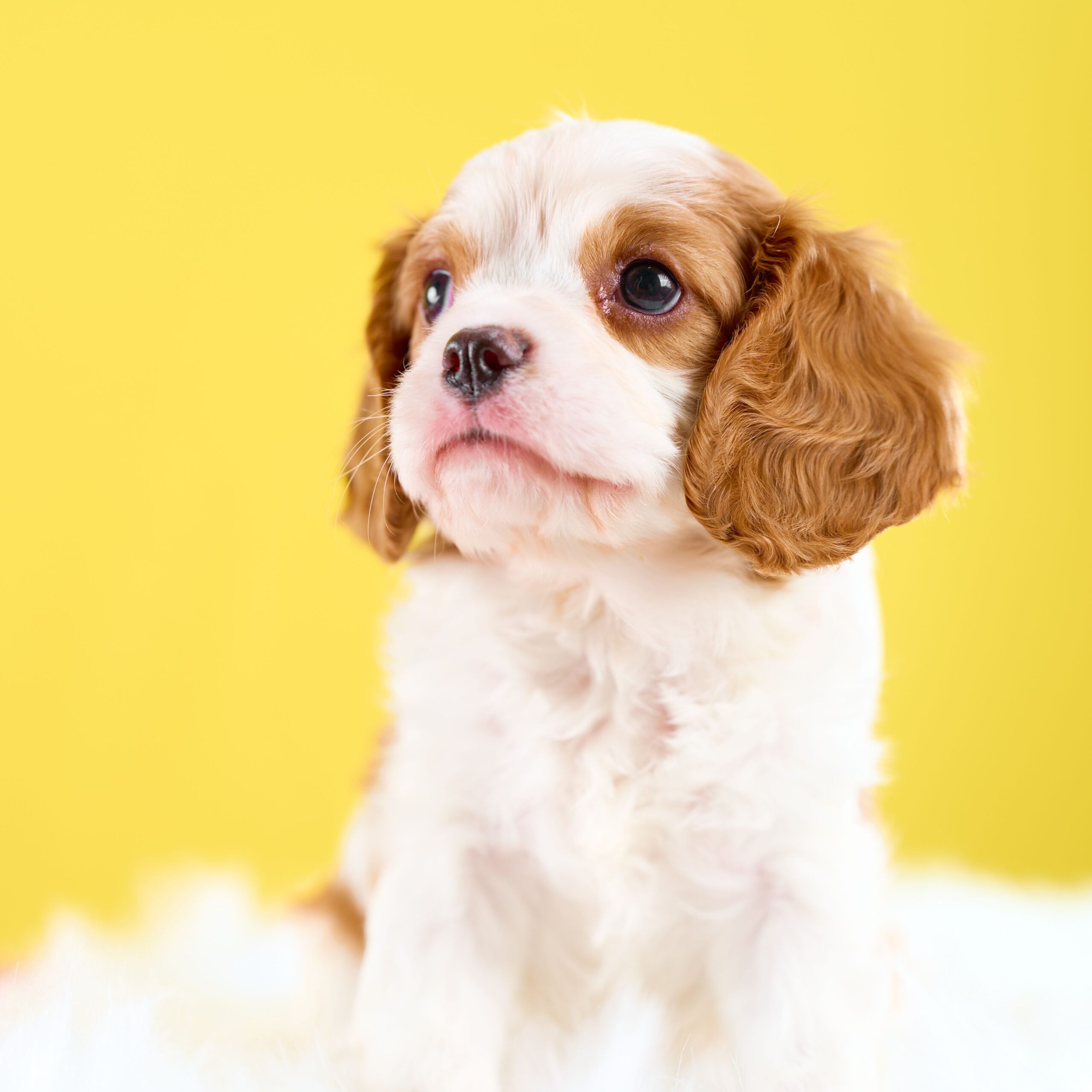 いぬむすび富士 cavalier-puppy-breeder-photo_DSC01079