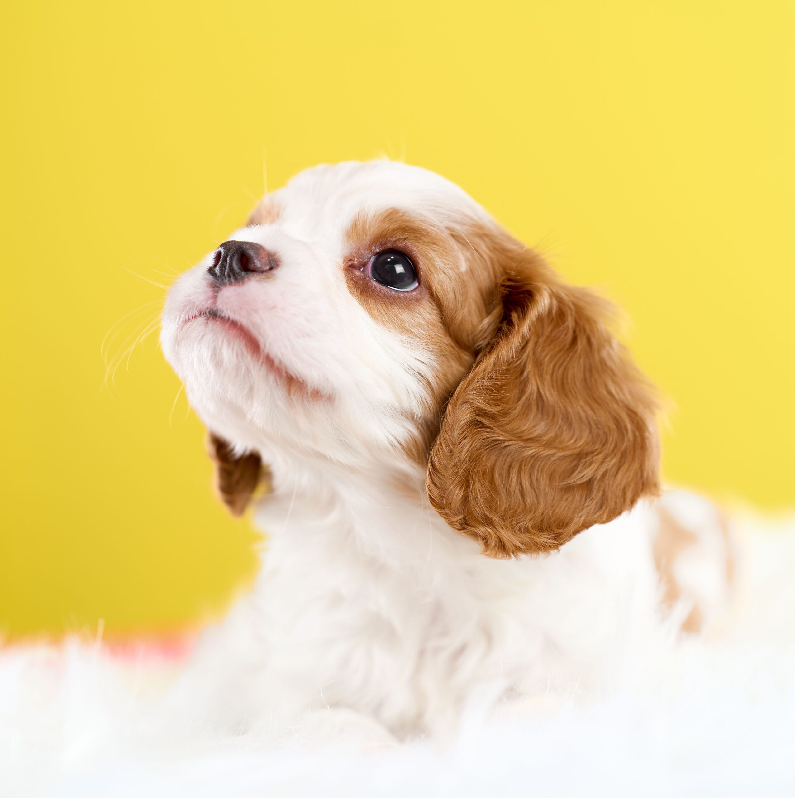 いぬむすび富士 cavalier-puppy-breeder-photo_DSC01099