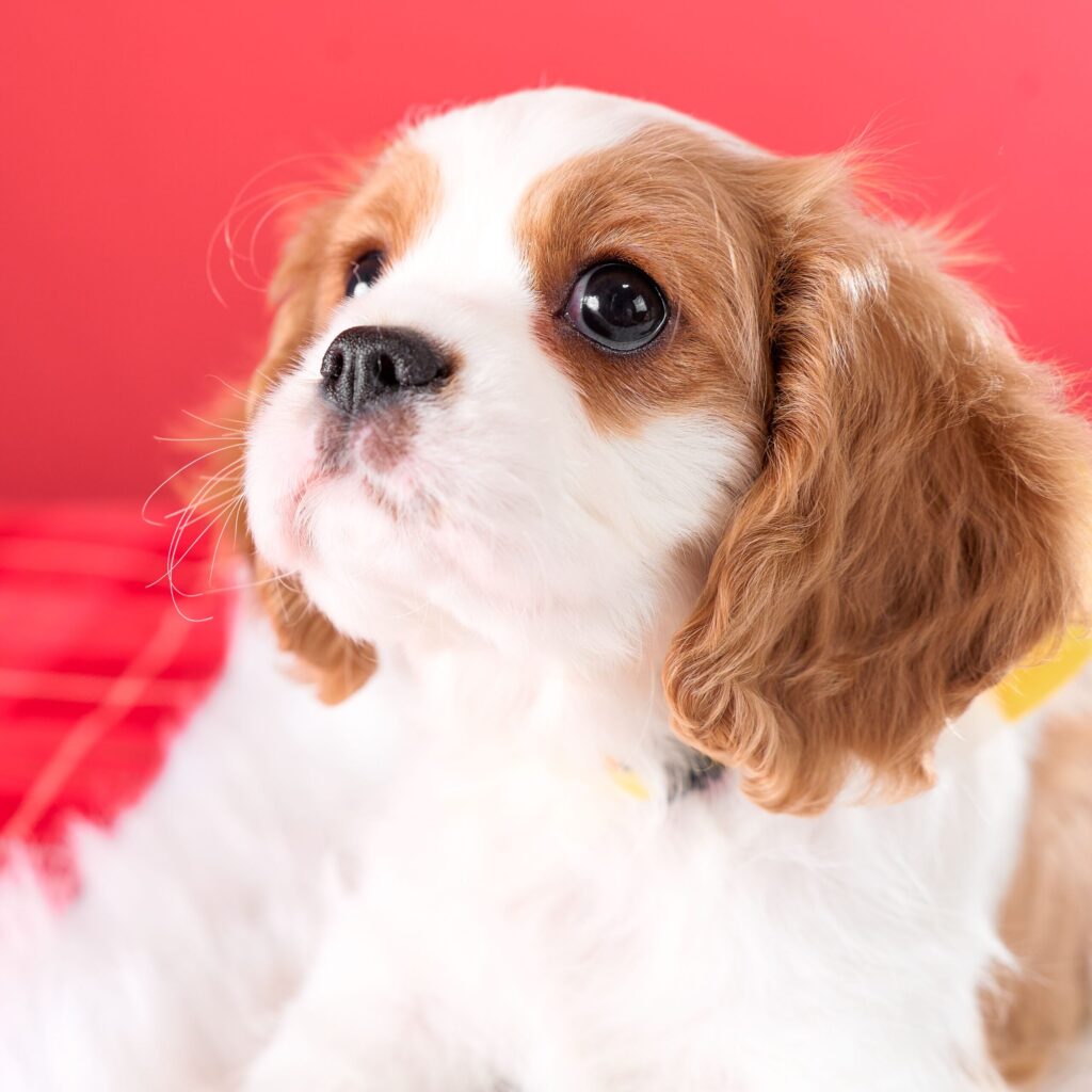 【売約済み】キャバリアの子犬｜ブレンハイム・オス｜9月28日生｜004<br><span class="title_etc sold_out">
        🏠 ご成約ありがとうございました
      </span>
