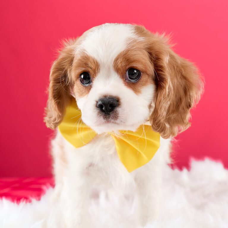 キャバリア専門ブリーダー　子犬　写真　C0227120