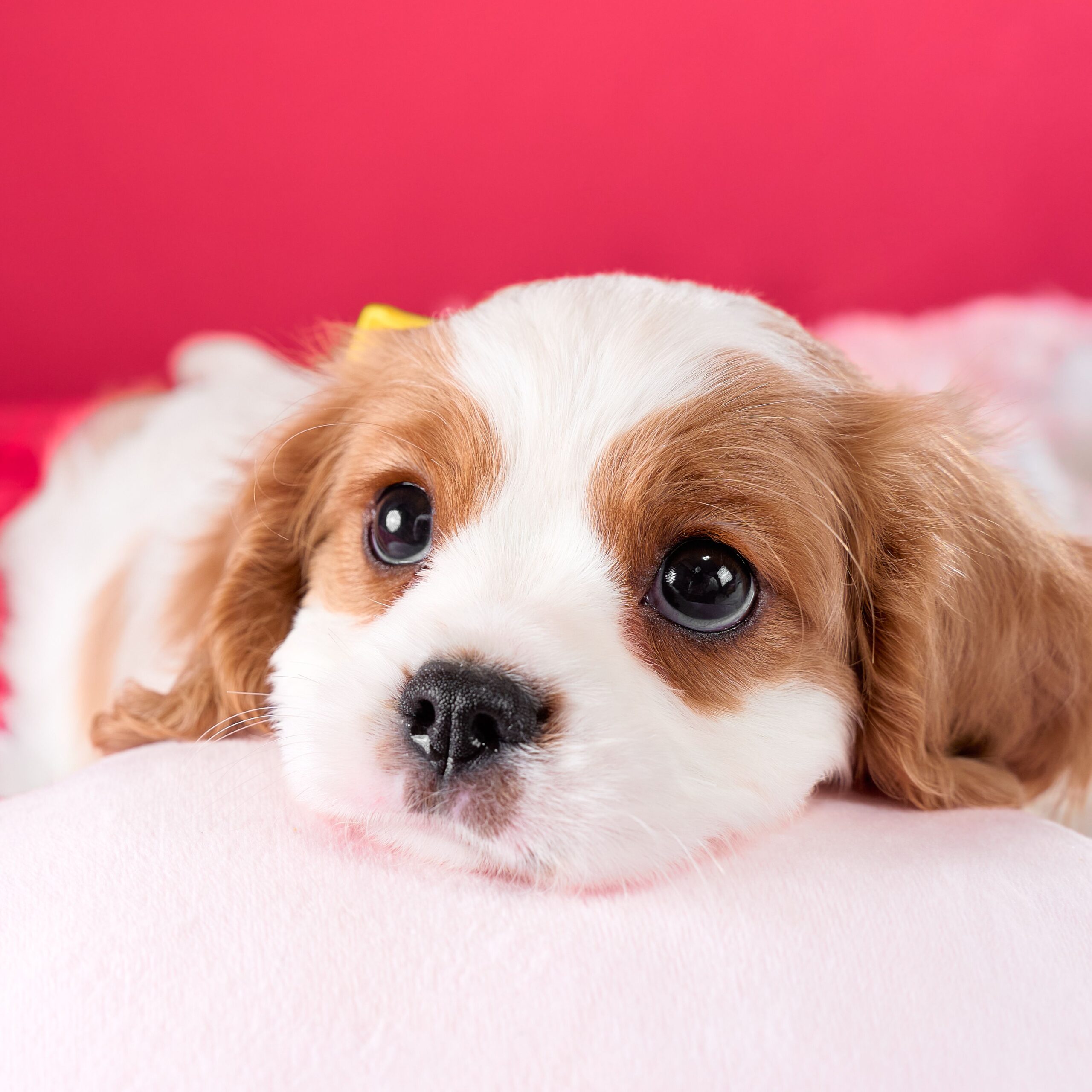いぬむすび富士 cavalier-puppy-breeder-photo_DSC01972