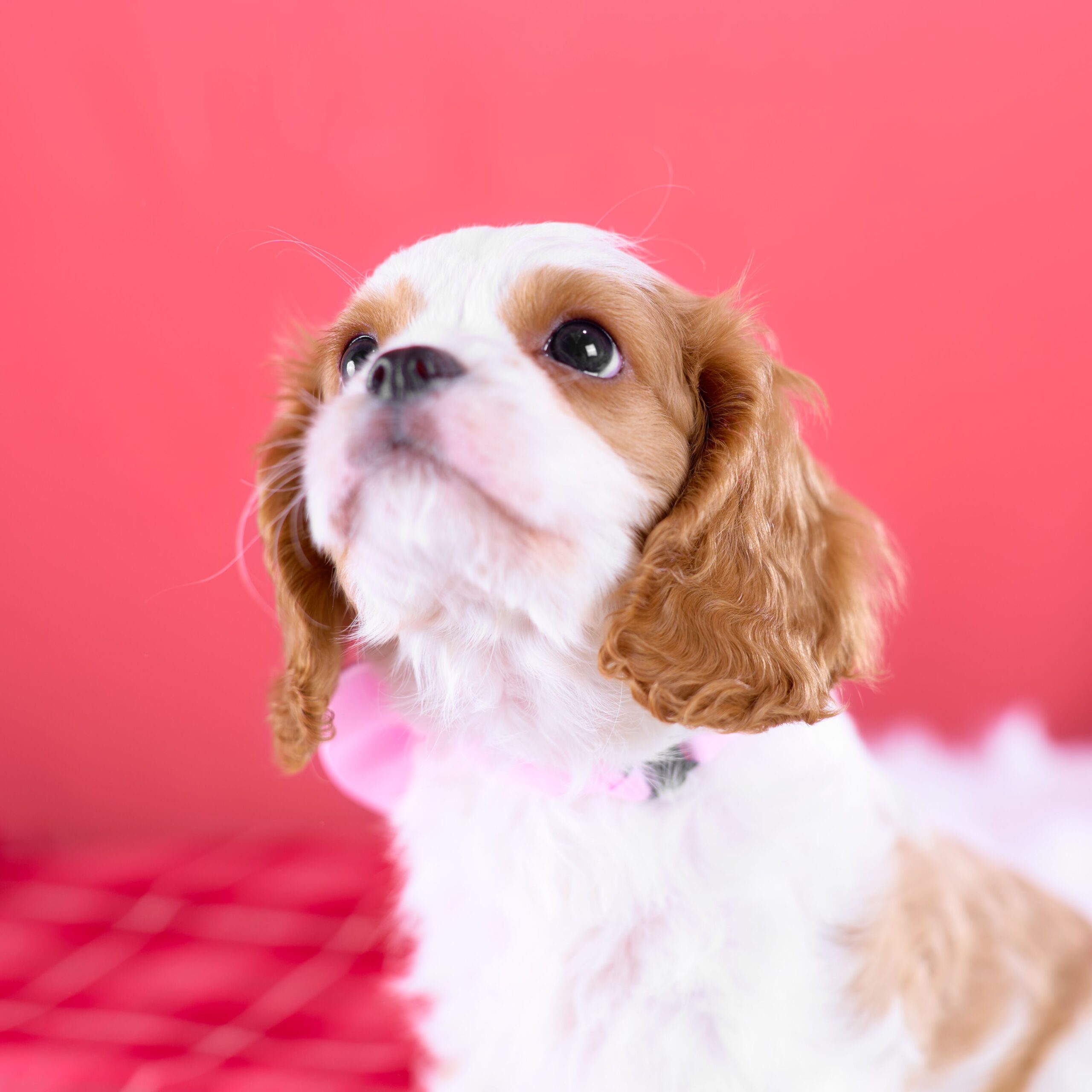 いぬむすび富士 cavalier-puppy-breeder-photo_DSC02271
