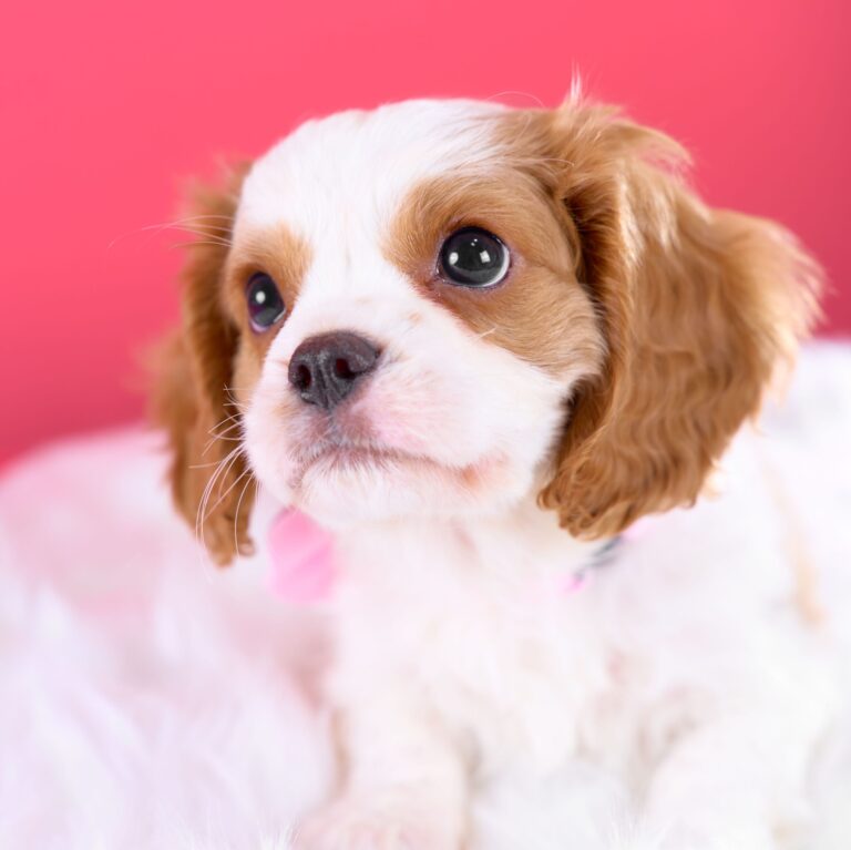 キャバリア専門ブリーダー　子犬　写真　C02277　いぬむすび