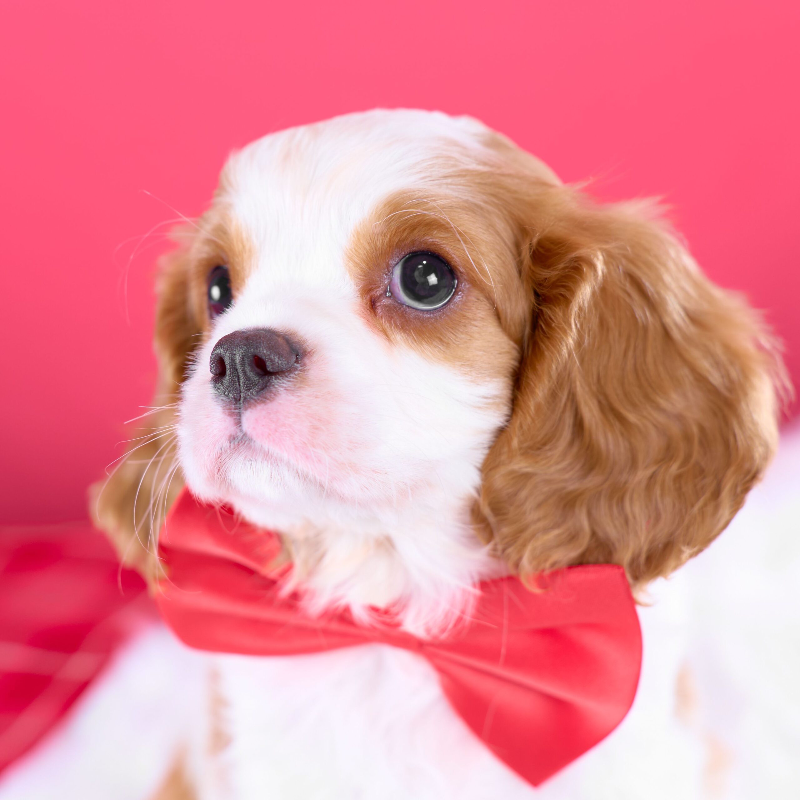 いぬむすび富士 cavalier-puppy-breeder-photo_DSC02525