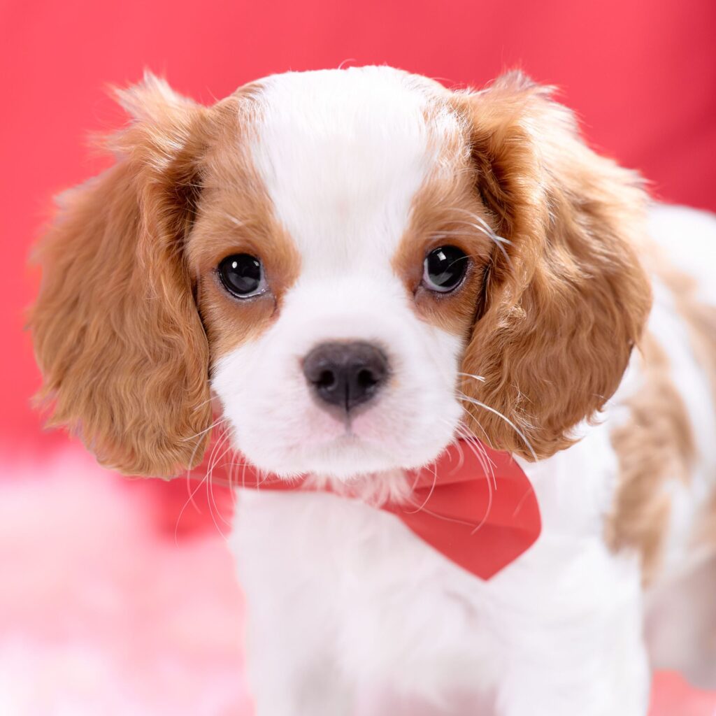 【売約済】キャバリアの子犬002｜ブレンハイム・オス｜9/28生<br><span class="title_etc sold_out">
        🏠 ご成約ありがとうございました
      </span>