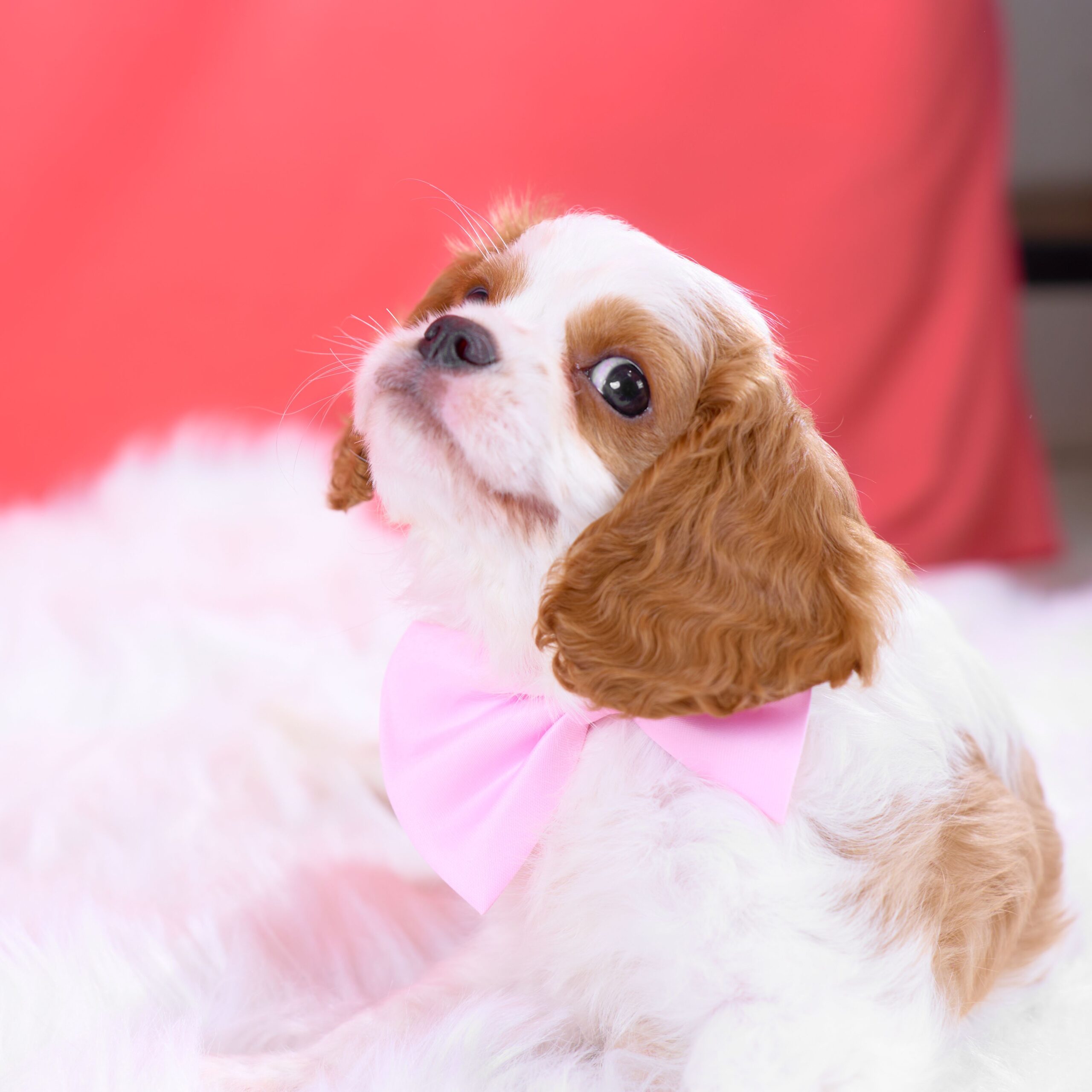 いぬむすび富士 cavalier-puppy-breeder-photo_DSC02722