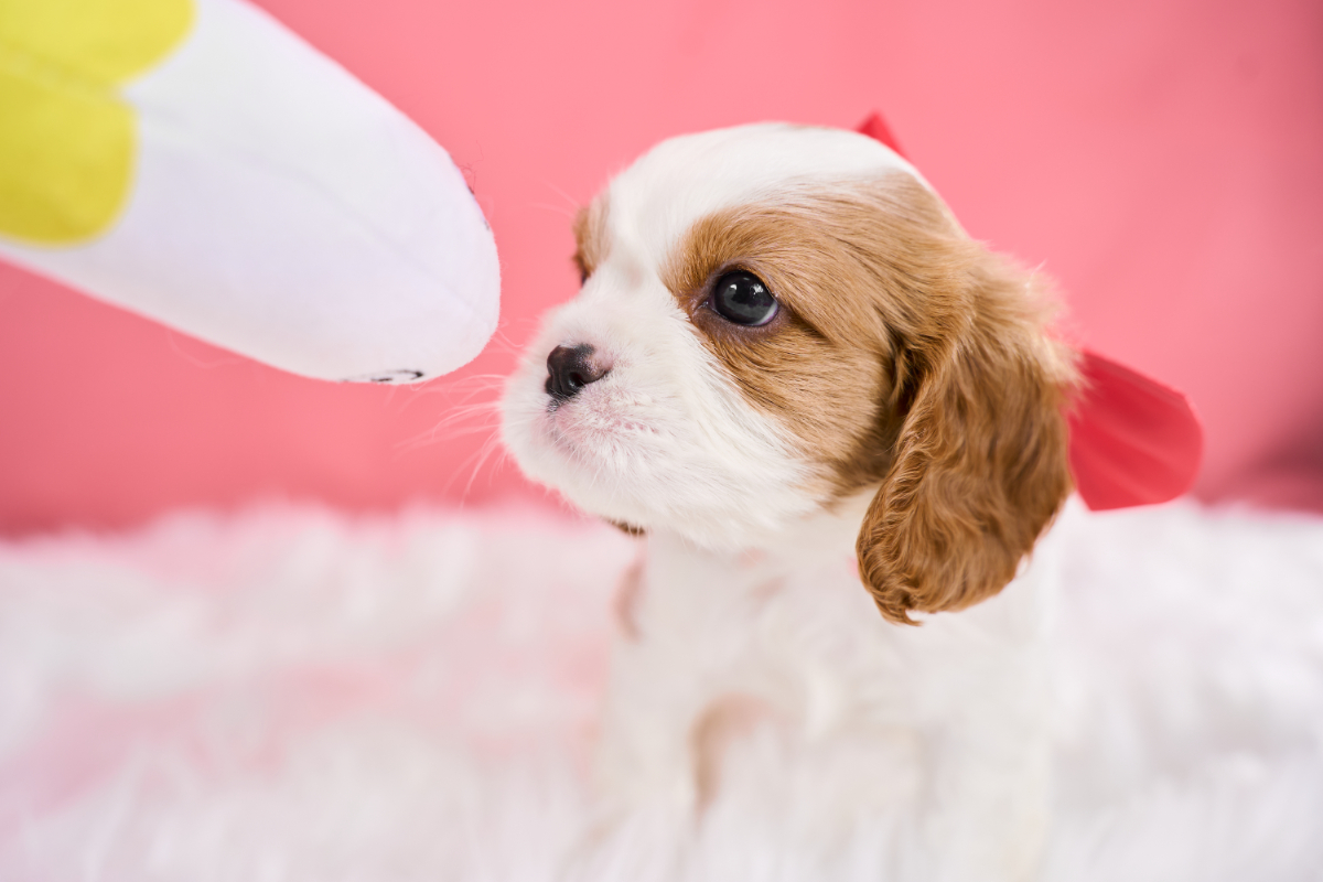 いぬむすび富士 cavalier-puppy-breeder-photo_DSC03343