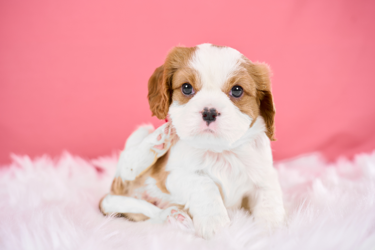 いぬむすび富士 cavalier-puppy-breeder-photo_DSC03393
