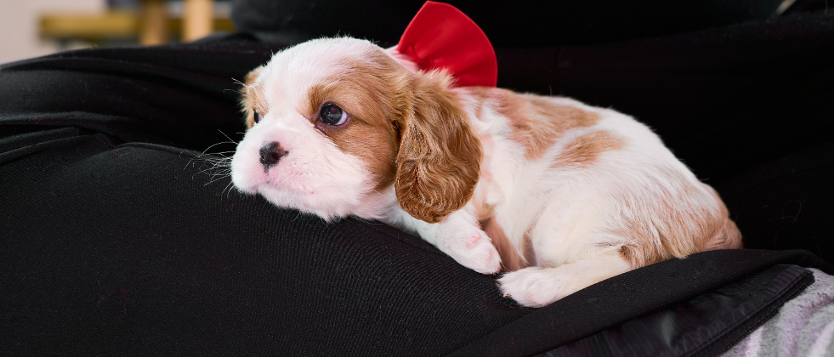 いぬむすび富士 cavalier-puppy-breeder-photo_DSC03445