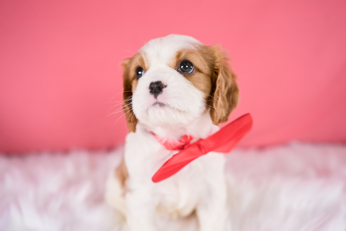 いぬむすび富士 cavalier-puppy-breeder-photo_DSC04357_1