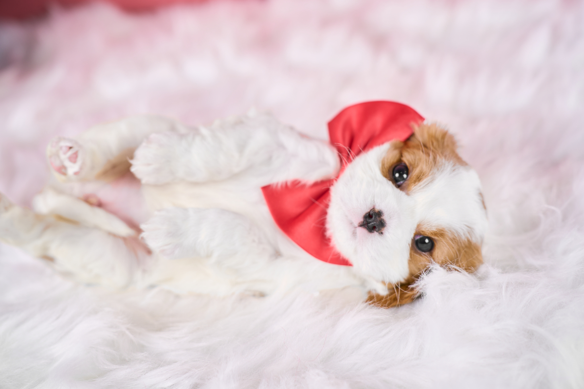いぬむすび富士 cavalier-puppy-breeder-photo_DSC04399