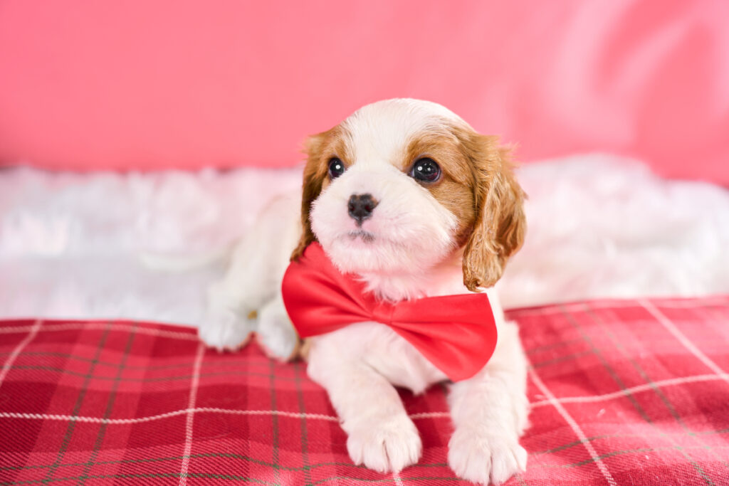 【売約済み】キャバリアの子犬｜ブレンハイム・メス｜10月28日生｜005<br><span class="title_etc sold_out">
        🏠 ご成約ありがとうございました
      </span>